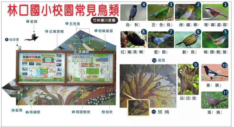 林口國小校園常見鳥類-竹林樓川堂篇圖片