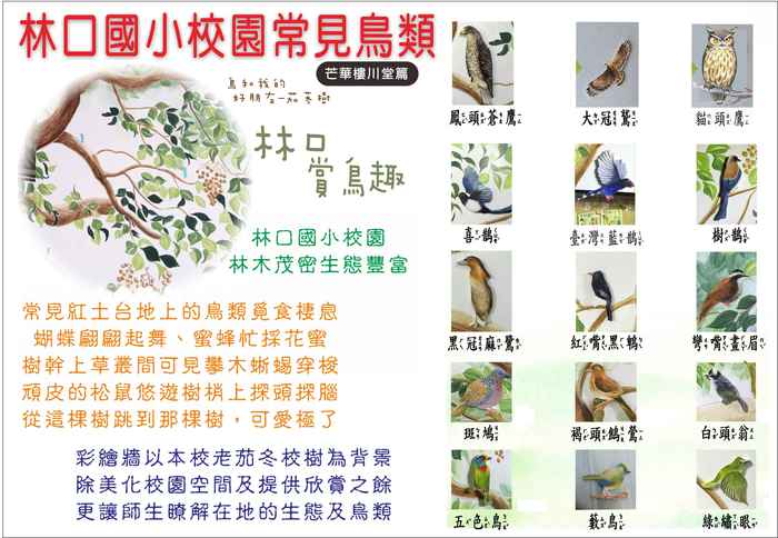 林口國小校園常見鳥類-芒華樓川堂篇圖片